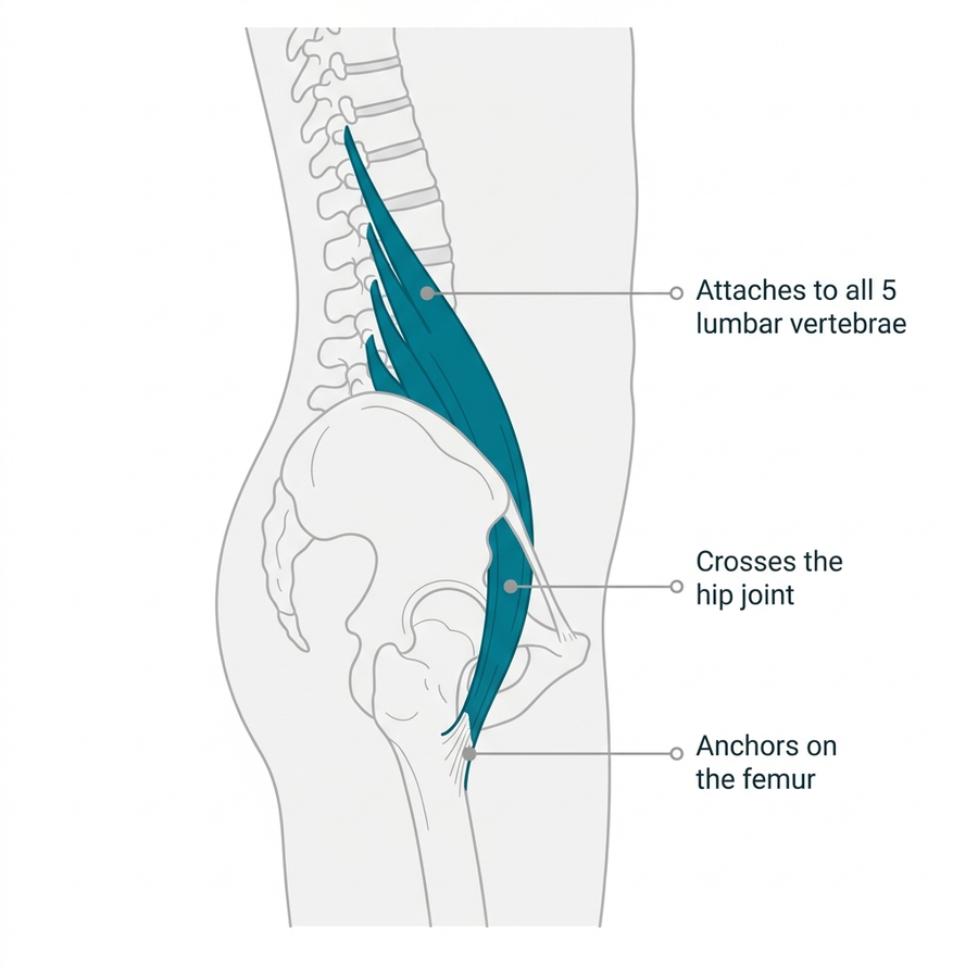 The Muscle Pulling On Your Back Is In Your Hip
